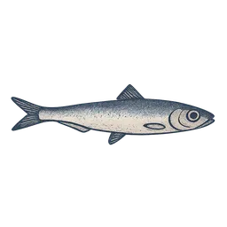 Hamsi